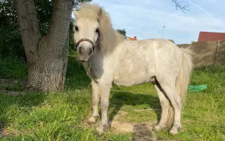 Léčba pro poníka Matýska