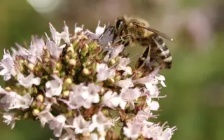 Postavme společně Včelí sen