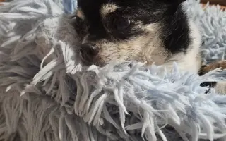 ROMINKA – malá čivavka s velkým srdcem ❤️❤️❤️