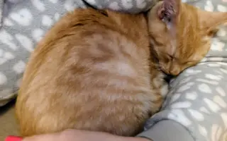 Pomozte s úhradou léčby kocourka Benjamina