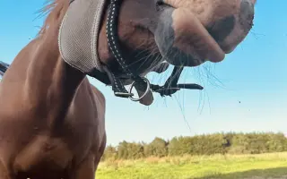 Zachraňme čelist Sithonii