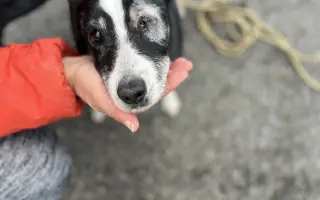 Voříškov přijal 45 nových chlupáčů - pomůžete spolu s námi změnit jejich příběh?