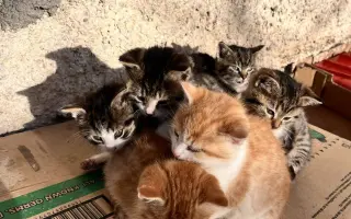Pomoc pro kočky a koťátka Kočky u Katky