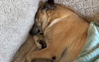 Aby tu s námi Caramelka byla déle💛🧡🤎