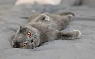 Pomozte Mapleovi bojovat nejen s FIP