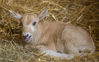 Podpořte mládě pouštní antilopy, které se narodilo v Zoo Praha v době karantény