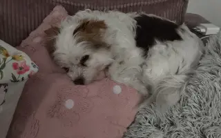 Pomoc pro Enny