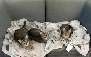 Pomôžte otvoriť neštandardnú veterinu pre túlavé zvieratá v Brne! 🐾💙