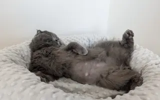 Pomozte Mapleovi bojovat nejen s FIP