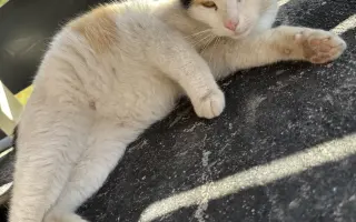 Pomoc pro kočičí maminku a její miminka