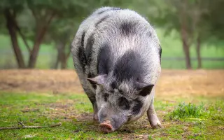 Pomůžete nám naplnit bříška hospodářským zvířátkům