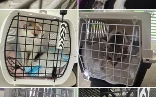 Staňte se nadějí pro kočičky bez domova