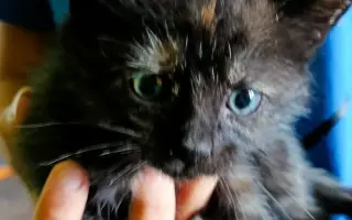 Pomohli jste dát druhou šanci kočkám z lázní