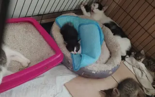 Pomoc pro kočeny z Depozita Elinka