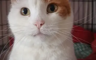 Staňte se nadějí pro kočičky bez domova