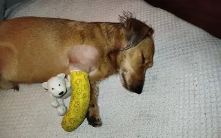 Zachraňme Mejlíkovi nožičku ❤️