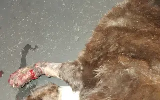 Druhá šance na život – veterinární péče pro zraněné, opuštěné a týrané kočky