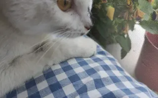 Kostík, který potřebuje operaci