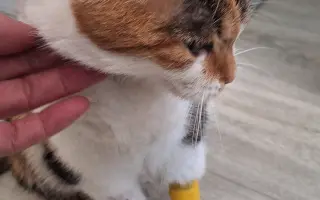 9 nalezených Lásek