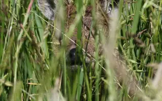 Zachraňme srnčata dřív, než bude pozdě