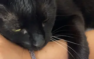 Pomozte uhradit vyšetření pro kočičku Kofi