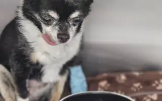 ROMINKA – malá čivavka s velkým srdcem ❤️❤️❤️
