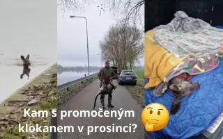 BADY: Bazén pro jelena