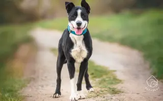 Voříškov přijal 45 nových chlupáčů - pomůžete spolu s námi změnit jejich příběh?