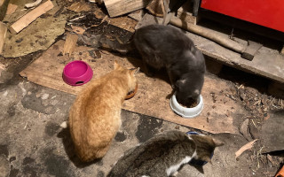Záchrana kočičích tuláčků v mrazu