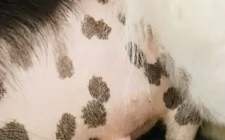 Zachraňme společně nemocného Badýska