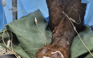 Akutní operace a pooperační péče Lucase