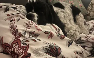 🐾 Pomozme Dubínkovi vyhrát svůj boj