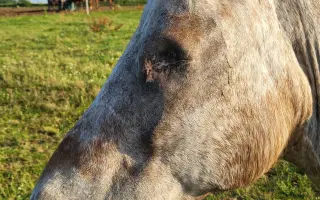 Mazlíkova cesta do tmy – podpořme léčbu uveitidy