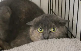 Pomoc s úhradou veterinárních nákladů 🙏