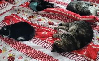 Pomoc pro kočeny z Depozita Elinka