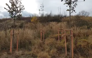 Les v Údolí Mohykánů