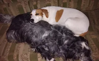 Pomoc pro Renny a její smečku: pohyb bez bolesti