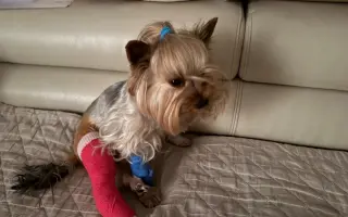 Pomozme Willíčkovi k operaci a mamince Wellince s léčbou!