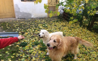 Pomoc psím a kočičím útulkům s Martou Kubišovou a Markem Ztraceným!