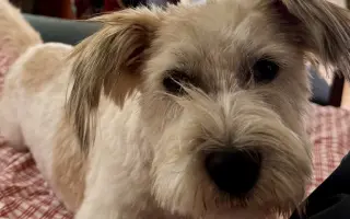 Miloš našel domov. Teď potřebuje pomoc jeho nová smečka