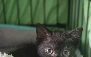 Prosba o příspěvek na nákup krmiva a steliva pro kočičky z Píšánku