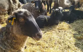 Dejte druhou šanci pro ovčí stádo