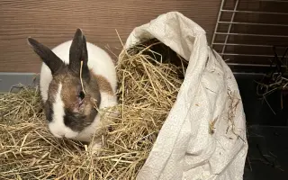 Králíčkovi Kájovi na operaci zubů