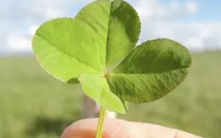 Prosím, pomozte zachránit MOTÝLKA.