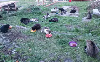 Plná miska = šance přežít