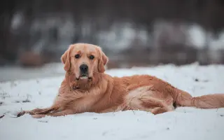 Kroky, které nebolí: Mauriho 4.bitva