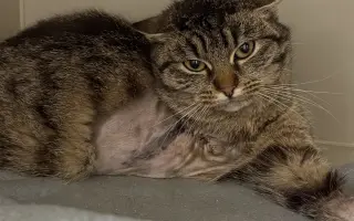 Pomoc s úhradou veterinárních nákladů 🙏