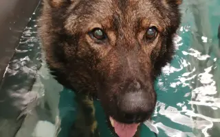 Léčba, která nekončí - Fůrie