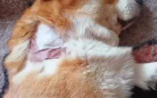 Pomozme Hanny znovu žít, život který miluje