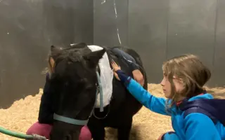 Poník Honzík potřebuje pomoci